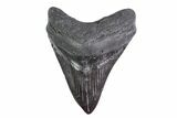 Fossil Megalodon Tooth (Polished Tip) - Georgia #151547-1